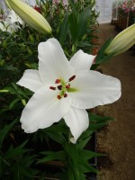 [4348 Signum 2N VZ No02.JPG]